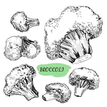 Broccoli Stock Illustration