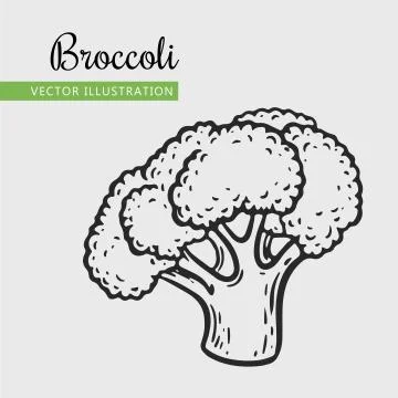 Broccoli Stock Illustration