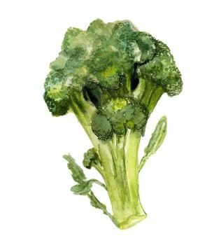 Broccoli Stock Illustration