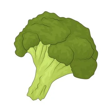 Broccoli illustration Stock Illustration