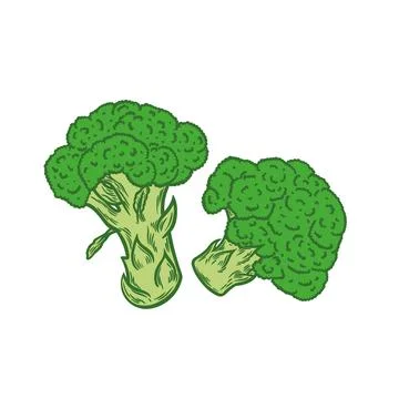 Broccoli image in engraving style on a white background Stock Illustration