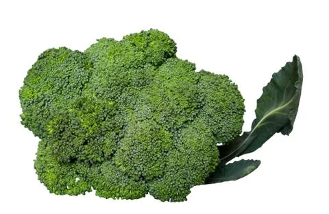 Broccoli isolated on white background close up. Стоковые фото