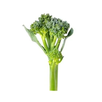 Broccoli isolated on white background Stock Photos