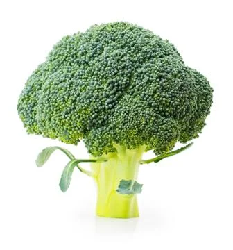 Broccoli isolated on white background Stock Photos