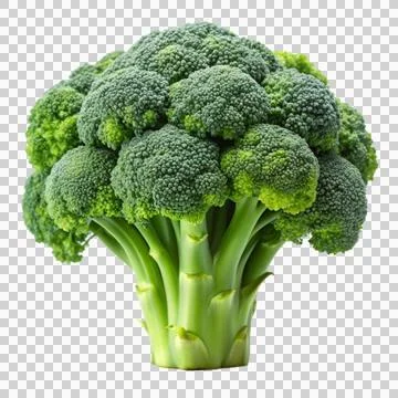 Broccoli-isolated-on-white-background Stock Photos
