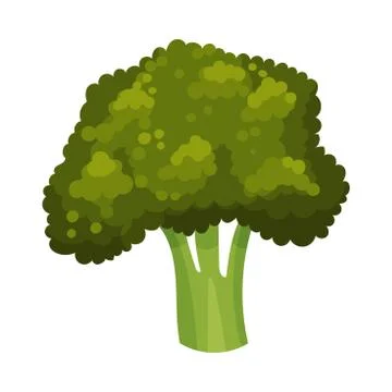 Broccoli Isolated on White Background Vector Illustration Stock Illustration