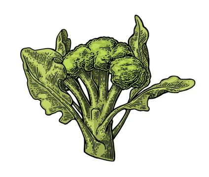 Broccoli with leaf. Broccoli Isolated on white background. Illustration