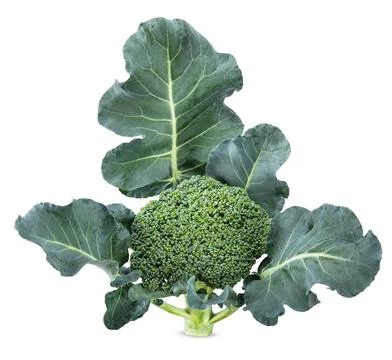 Broccoli with leaf isolated on white background Stock Photos