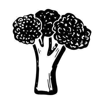 Broccoli. Line art, doodle, texture outline. Hand drawing. Vector element. Stock Illustration