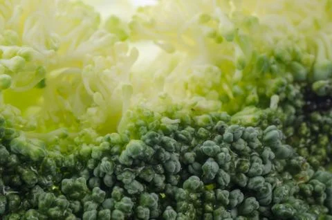 Broccoli macro Stock Photos