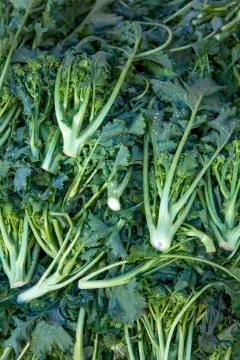 Broccoli on the market Stock Photos