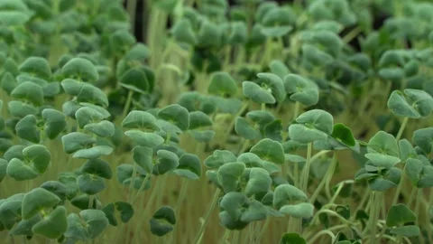 Broccoli microgreens birth close-up. 스톡 동영상 201251503