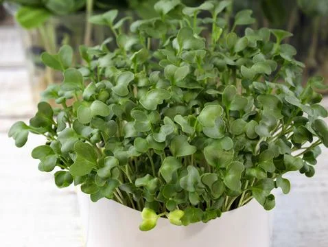 Broccoli microgreens in a plastic cup close-up. Foto stock