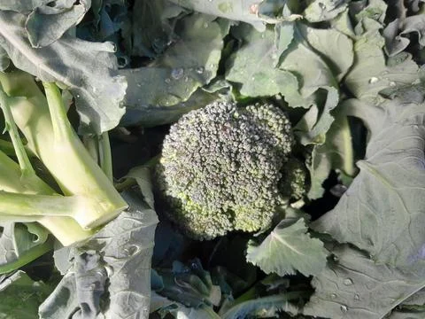 Broccoli nutrient dense vegetable. Clusters of unopened flower buds 스톡 사진