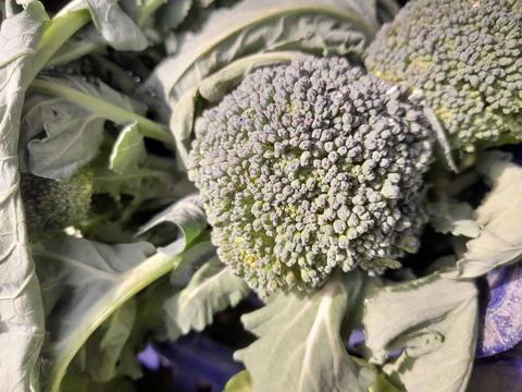 Broccoli nutrient dense vegetable. Clusters of unopened flower buds Stock Photos