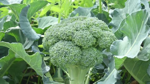 Broccoli in organic vegetable garden. Stock Footage 261520487