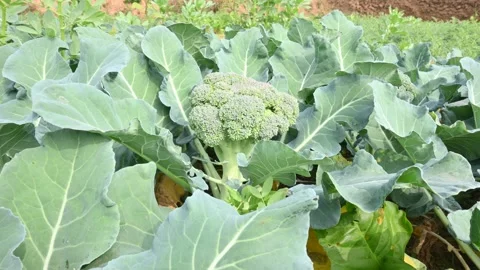 Broccoli in organic vegetable garden. Stock Footage 261520720