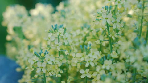 Broccoli on a patch, flowering. 50p, 10 bit video footage Stock Footage 161811160