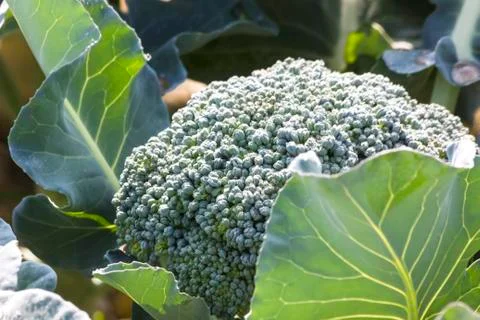 Broccoli Stock Photos
