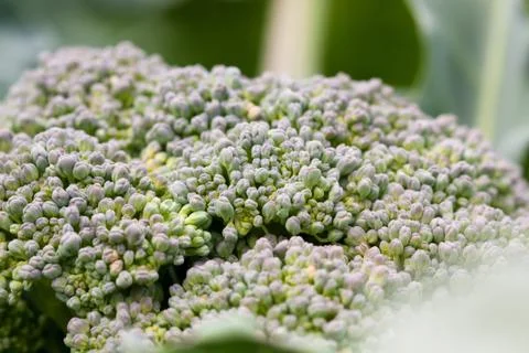 Broccoli Stock Photos
