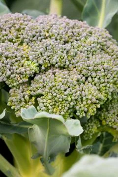 Broccoli Stock Photos