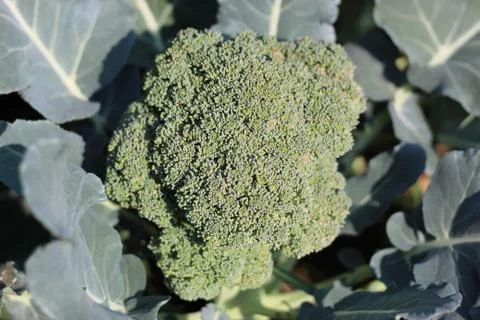 Broccoli Stock Photos