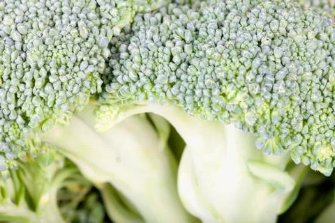 Broccoli Stock Photos