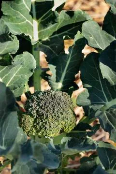 Broccoli plant Stock-Fotos