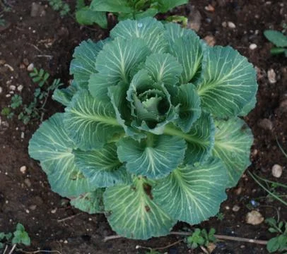 Broccoli Plant Foto stock