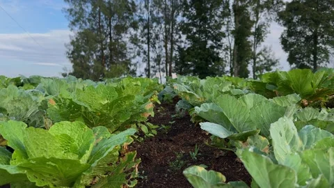 A broccoli plantation in Central Java, Indonesia. 動画素材 307306717