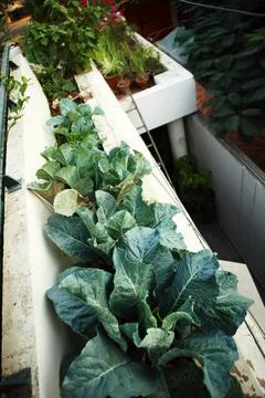 Broccoli Planted in outer Balcony Kitchen Urban Garden Stock Photos