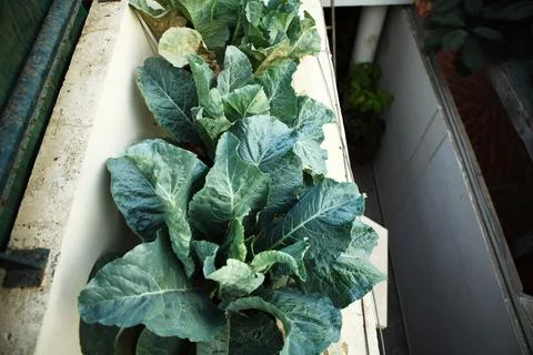 Broccoli Planted in outer Balcony Kitchen Urban Garden Stock Photos