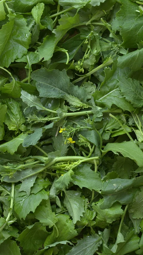 Broccoli rabe greens background texture. Vertical video. Stock Footage 313198713