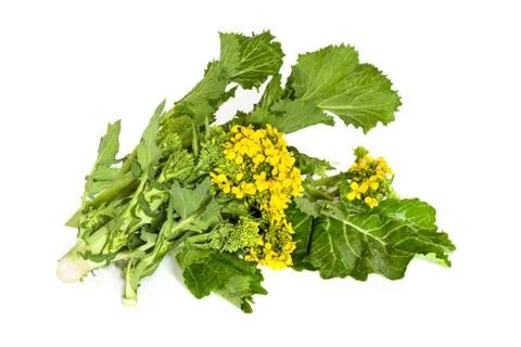 Broccoli Rabe Isolated Stock Photos