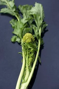 Broccoli rabe Stock Photos