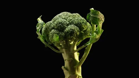 Broccoli Rolling On Dark Background Stock Footage 232365950