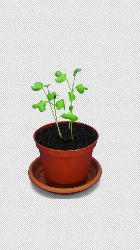 Broccoli Seeds Germinating in Pot Time Lapse, Alpha Channel, Vertical Stock Footage 347122889