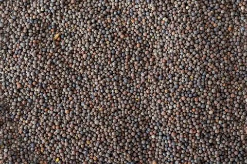 Broccoli seeds for germination, full background, close-up Stock Photos