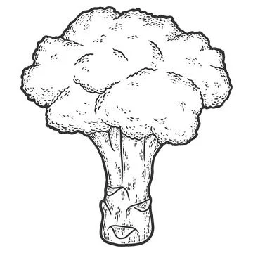 Broccoli. Sketch scratch board imitation. Black and white. Stock Illustration