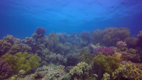 Broccoli Soft Coral and Colourful Fishes Stock Footage 345000086