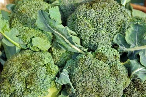 Broccoli sprout heap vegetable background xxxl Stock Photos