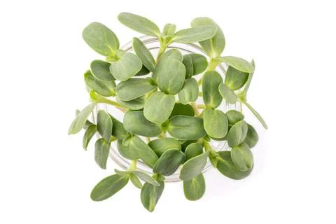 Broccoli sprouts isolated on white background, micro greens, view from above Stock Photos