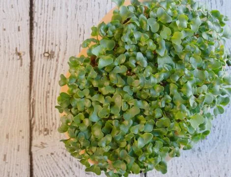 Broccoli Sprouts Microgreens 스톡 사진