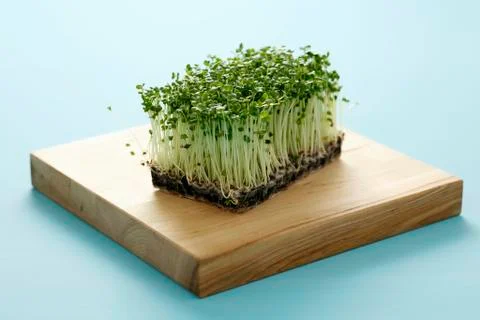 Broccoli sprouts Stock Photos