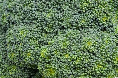 Broccoli texture Stock Photos