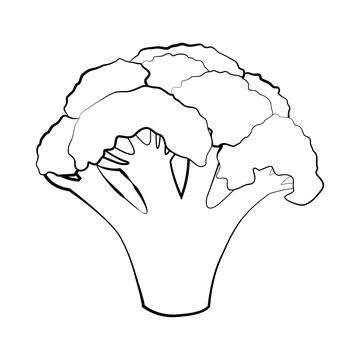 Broccoli in a thin line. Vector on a white background Stock Illustration