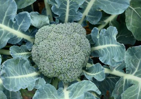 Broccoli top view Stock Photos