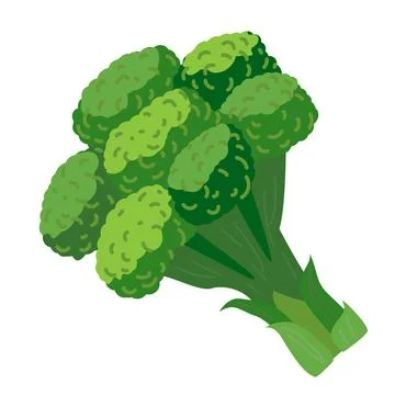 Broccoli vector illustration. Green Broccoli in cartoon style isolated on whi Stock Illustration