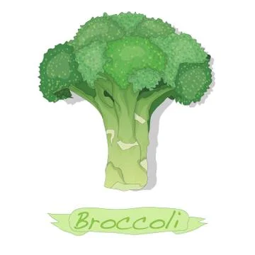 Broccoli vector isolated Stock Illustration