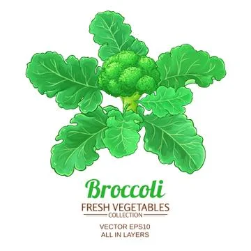 Broccoli vector isolated Stock Illustration